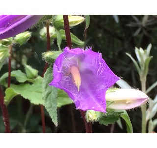 Campanula trachelium 10мг/10мл