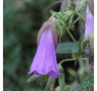 Campanula wanneri 10мг/10мл