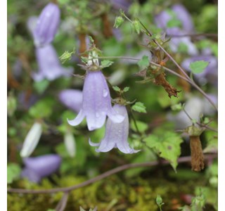 Campanula zangezura 10мг/10мл