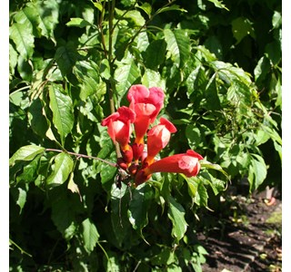 Campsis radicans 10мг/10мл