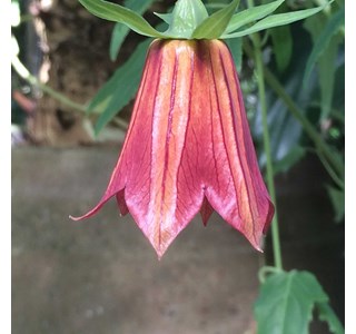 Canary bellflower 10мг/10мл