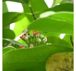 Canella dulcis 10мг/10мл