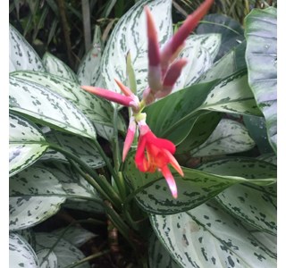 Canna indica 10мг/10мл