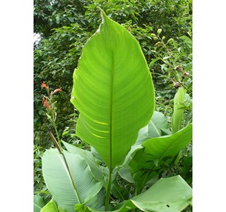 Canna altensteinii 10мг/10мл