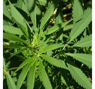 Cannabis sativa 10мг/10мл