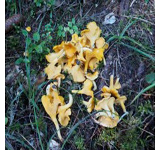 Cantharellus cibarius 10мг/10мл