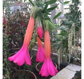 Cantua buxifolia 10мг/10мл