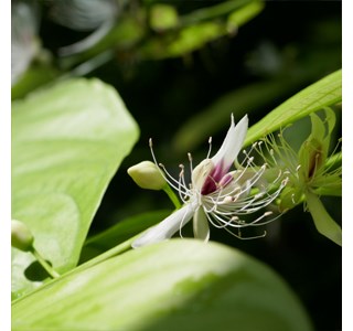 Capparis micracantha 10мг/10мл