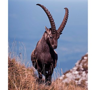 Capra ibex 10мг/10мл