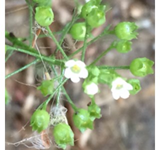 Capsella bursa-pastoris (Fincke) 10мг/10мл
