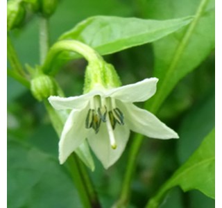 Capsicum annuum (Fincke) 10мг/10мл