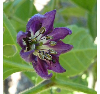 Capsicum pubescens 10мг/10мл