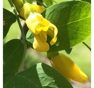 Caragana arborescens 10мг/10мл