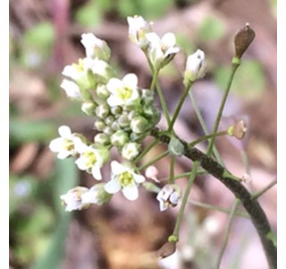 Cardamine pratensis 10мг/10мл