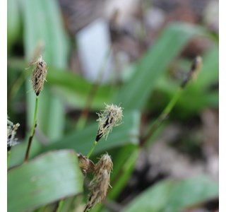 Carex plantaginea 10мг/10мл
