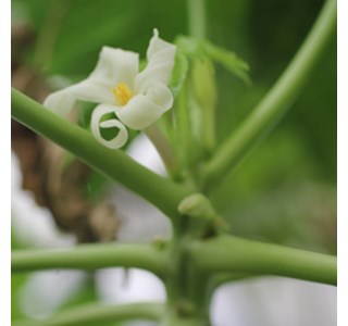 Carica papaya 10мг/10мл
