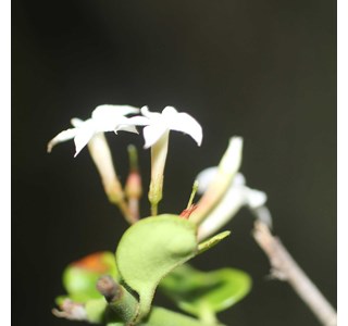 Carissa bispinosa 10мг/10мл
