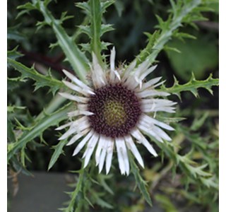 Carlina acaulis 10мг/10мл