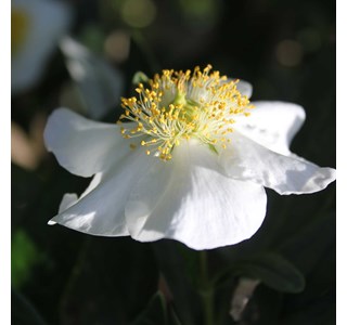 Carpenteria californica 10мг/10мл