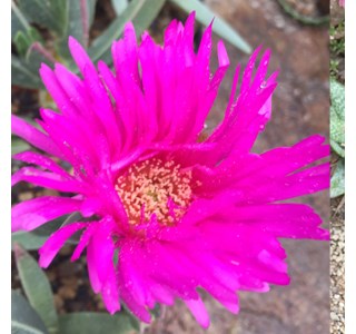 Carpobrotus acinaciformis 10мг/10мл