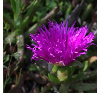 Cape fig 10мг/10мл