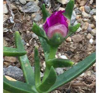 Carpobrotus dimidiatus 10мг/10мл