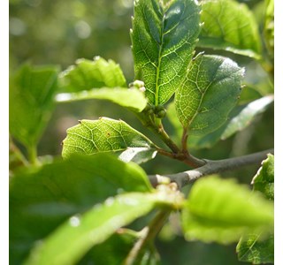 Carpodetus serratus 10мг/10мл