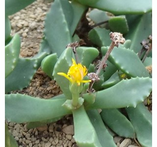 Carruanthus caninus 10мг/10мл