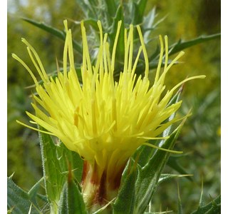 Carthamus lanatus 10мг/10мл
