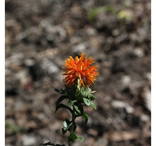 Carthamus tinctorius 10мг/10мл