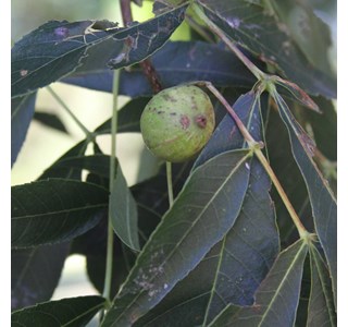 Carya glabra 10мг/10мл