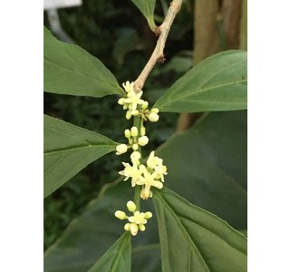 Casearia fasciculata 10мг/10мл
