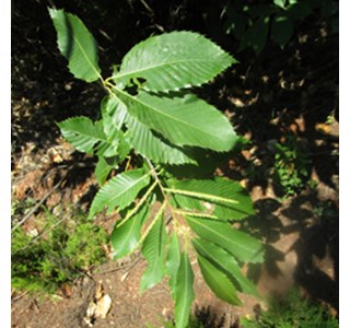 Castanea vulgaris 10мг/10мл