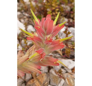 Castilleja elmeri 10мг/10мл