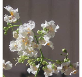 Catalpa bignonioides 10мг/10мл