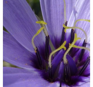 Catananche caerulea 10мг/10мл