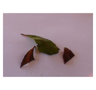 Catha edulis 10мг/10мл