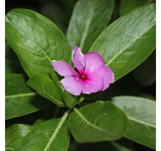 Catharanthus roseus 10мг/10мл