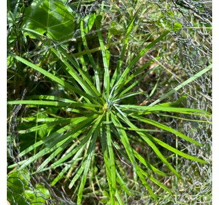 Cathaya argyrophylla 10мг/10мл