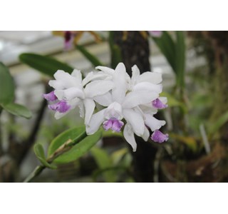 Cattleya intermedia 10мг/10мл