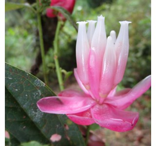 Cavendishia limonensis 10мг/10мл