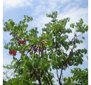 Carob 10мг/10мл
