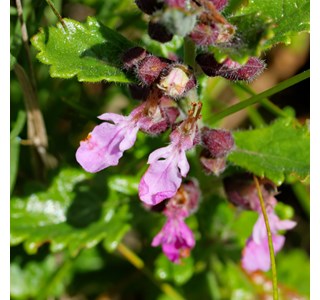 Teucrium chamaedrys 10мг/10мл