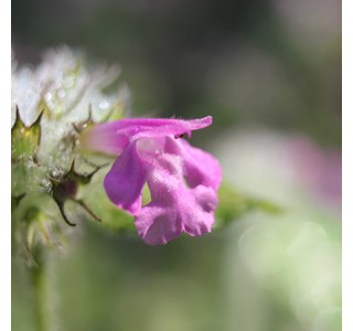 Calamintha vulgaris 10мг/10мл