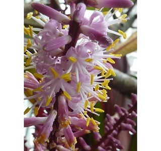 Terminalis fruticosa 10мг/10мл