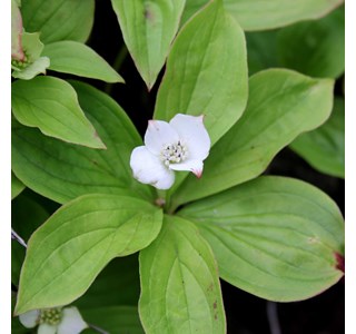 Canadian bunchberry 10мг/10мл
