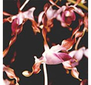 Captain Blood´s Sepik Blue Orchid 10мг/10мл