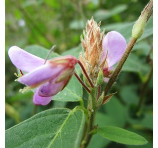 Canada tickclover 10мг/10мл