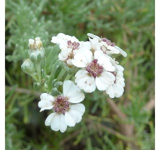Cape Snow Bush 10мг/10мл