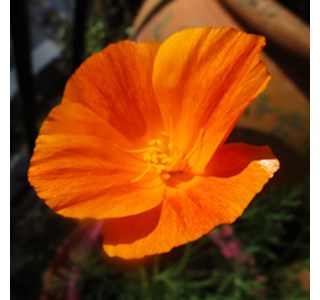 California Poppy 10мг/10мл